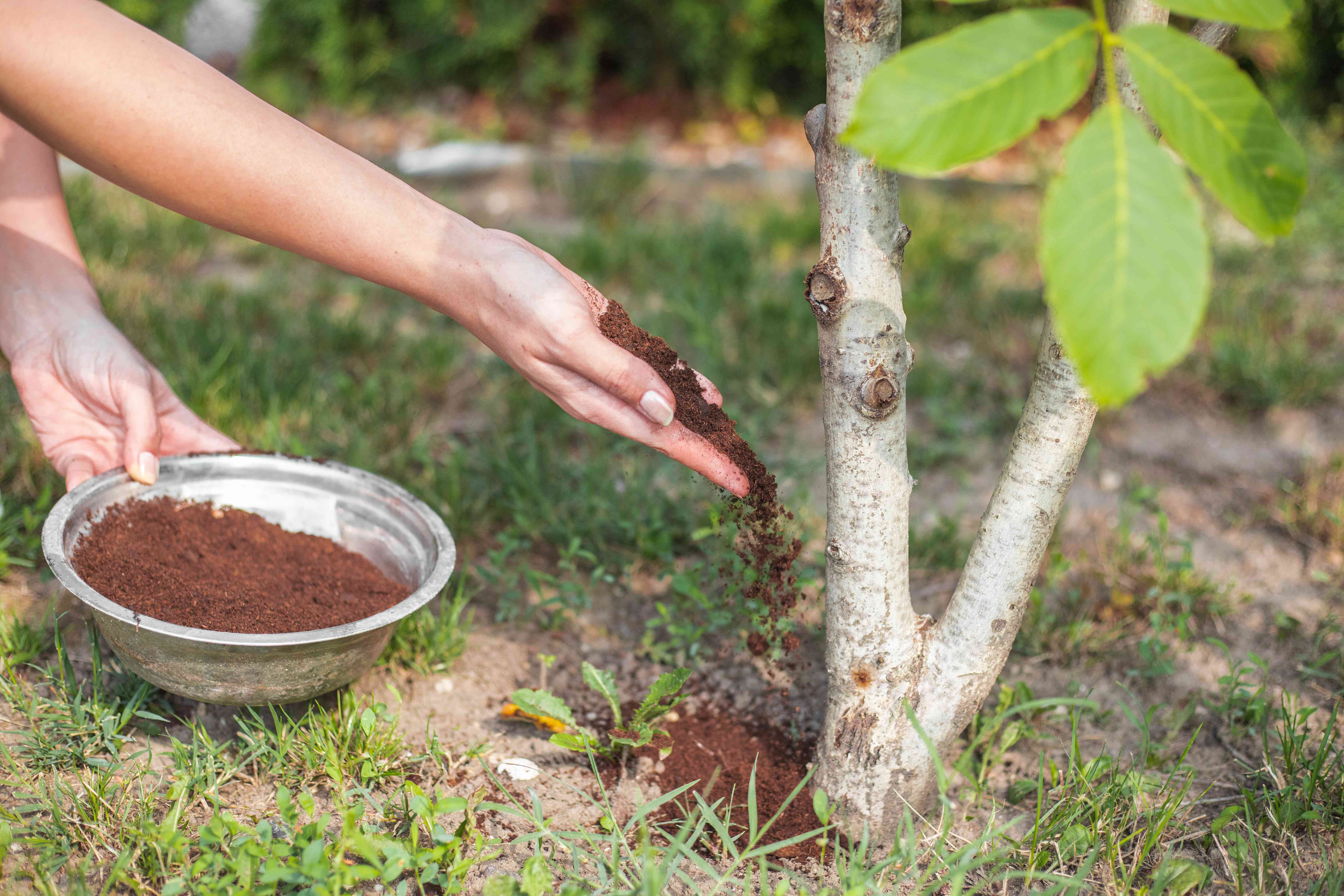 用手在不锈钢碗里舀出DIY的新鲜堆肥，并将其添加到外面的植物中＂width=