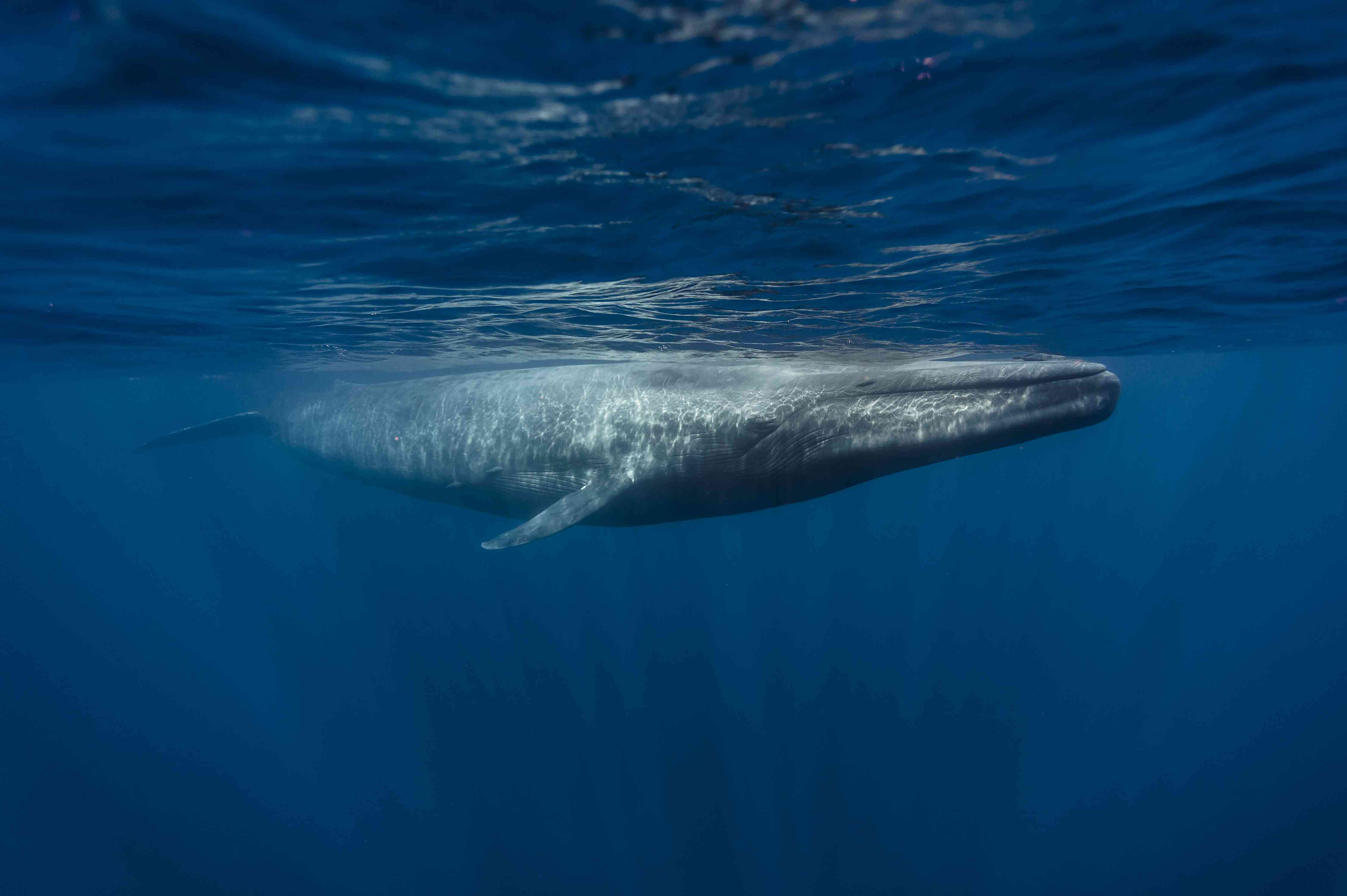 blue whale, Balaenoptera musculus