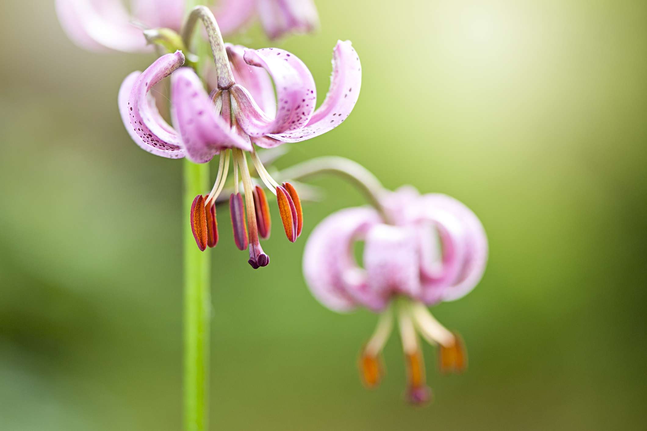 土耳其人的帽百合（lium superbum）