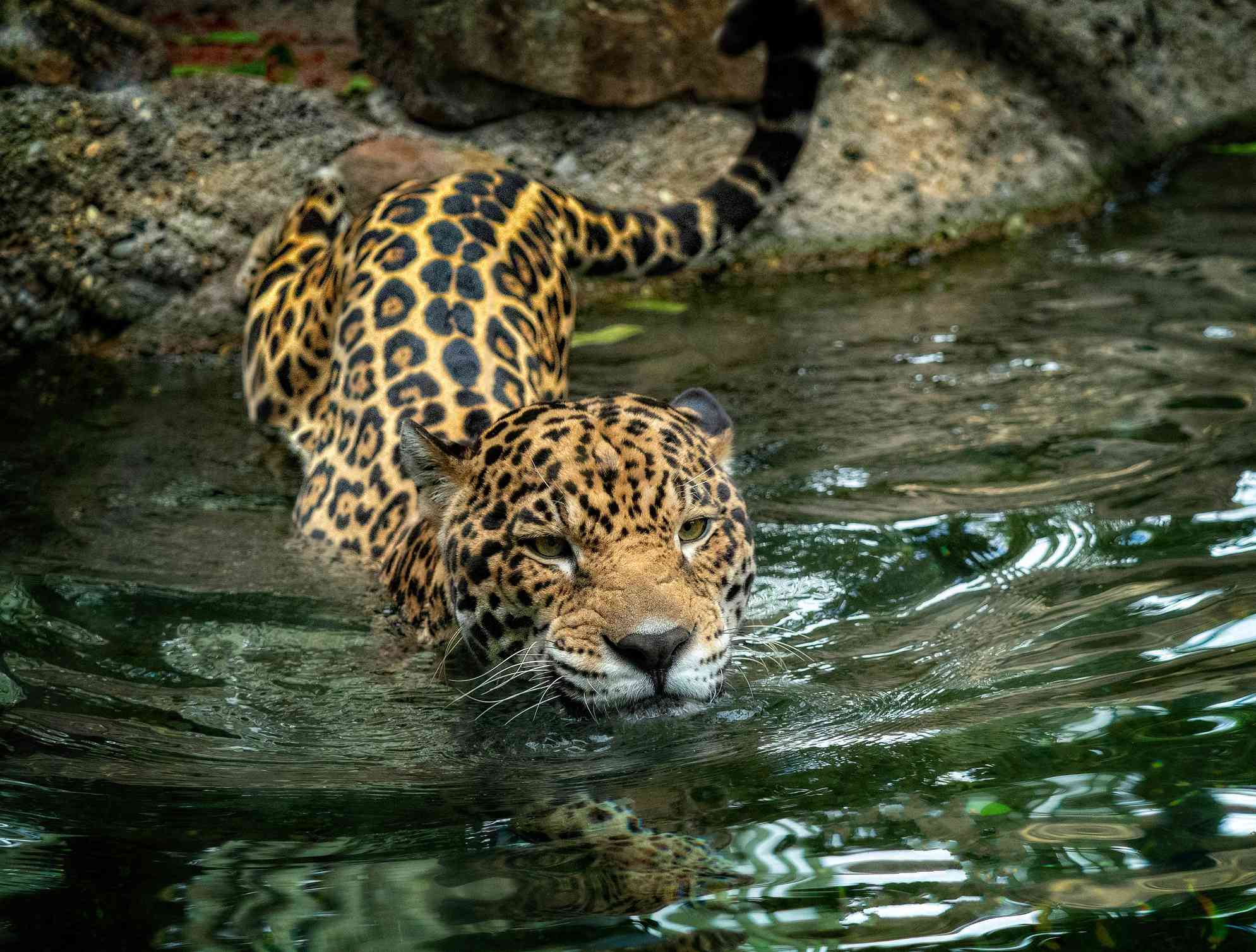 一只美洲虎正在游泳