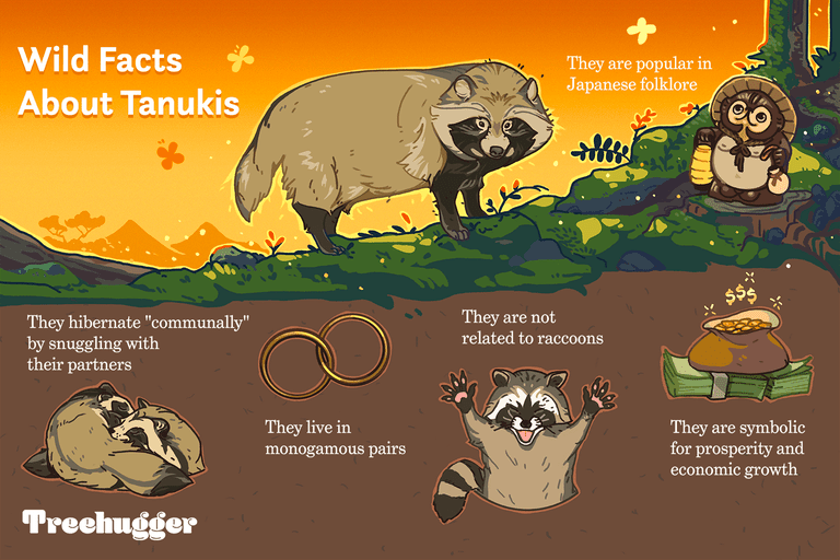 关于tanukis野生的事实
