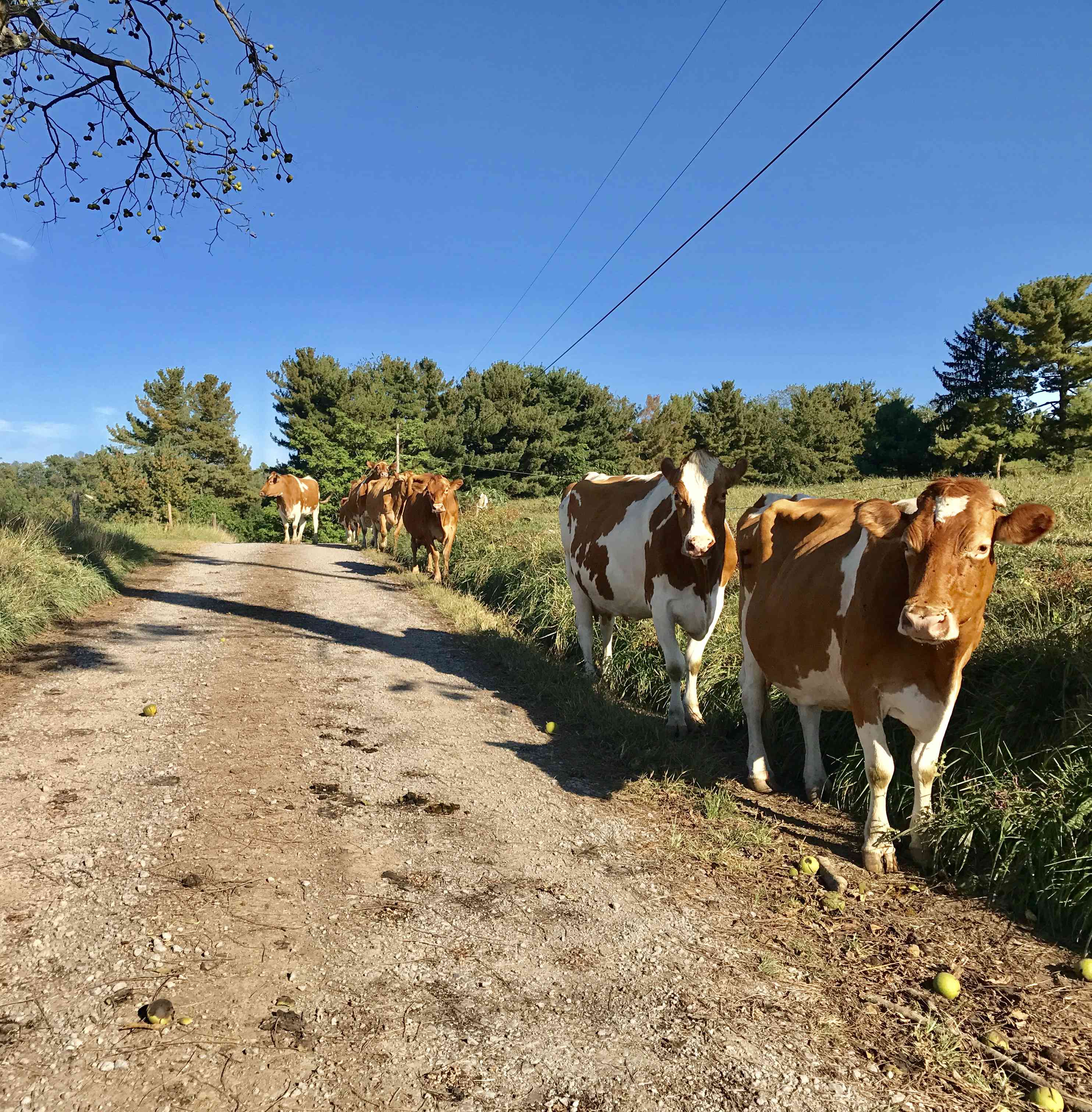 在漫长的一天之后，你在作者的街道上看到的唯一交通是30头奶牛，它们在附近闲逛了一整天，回来了。