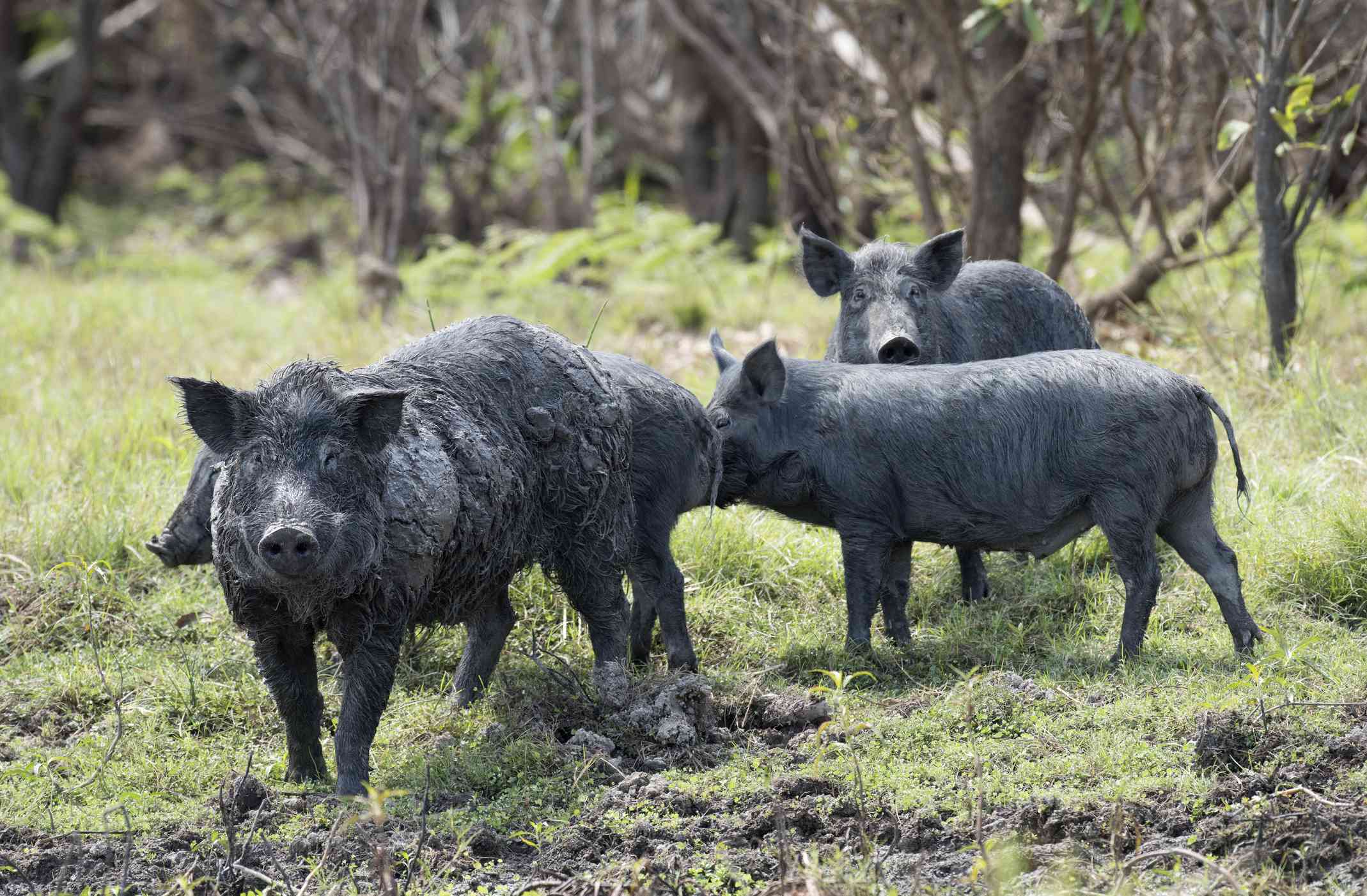 四个黑野猪站在一片草地上
