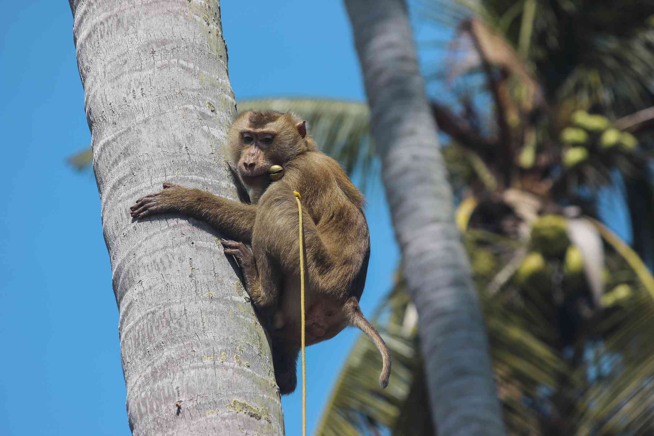 系着皮带的猴子爬椰子树＂width=