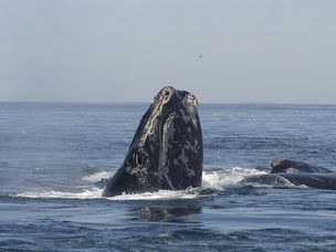 北大西洋右鲸