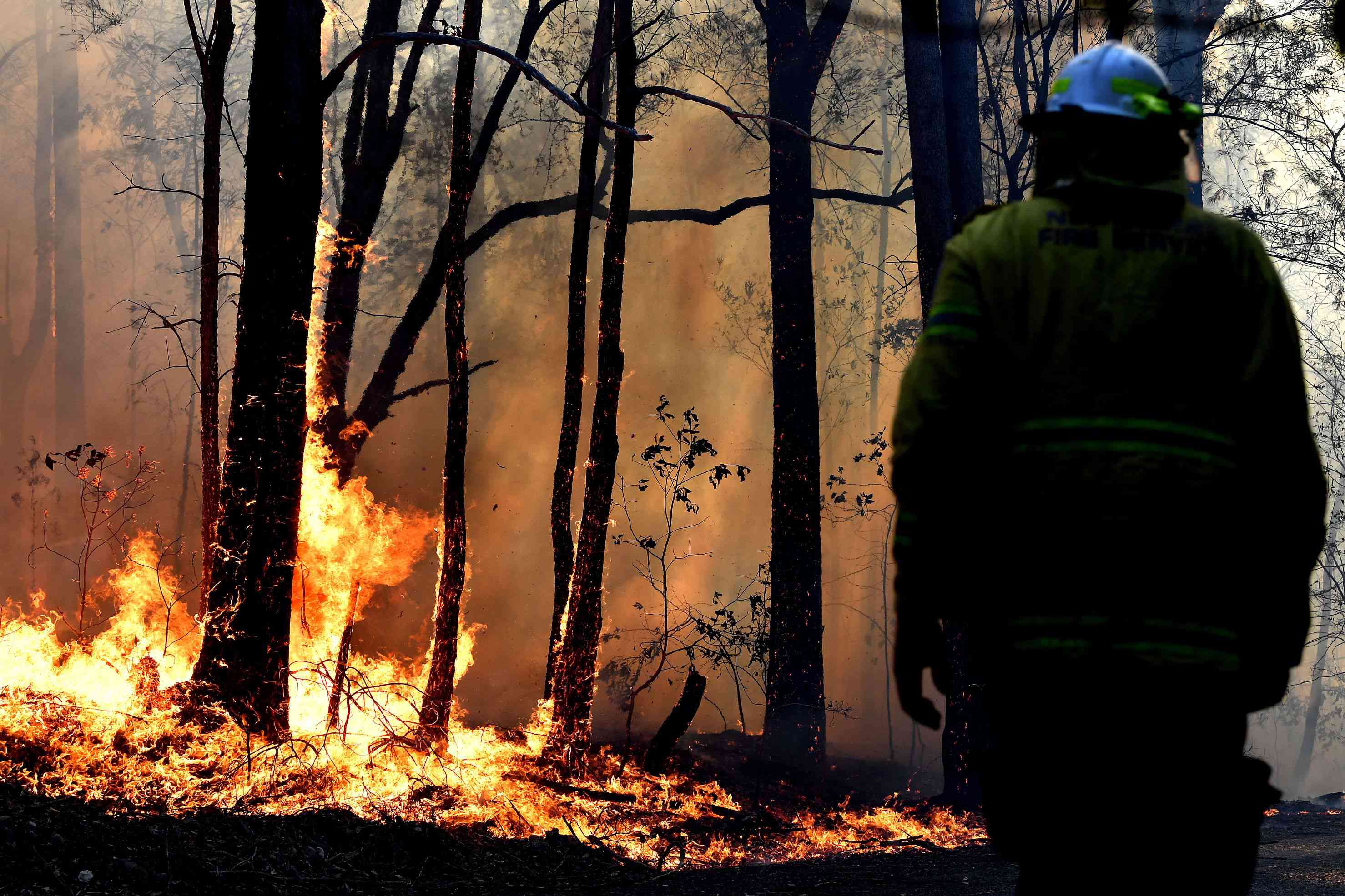 2019年11月，在澳大利亚新南威尔士州，一名消防员正在扑灭一场丛林大火