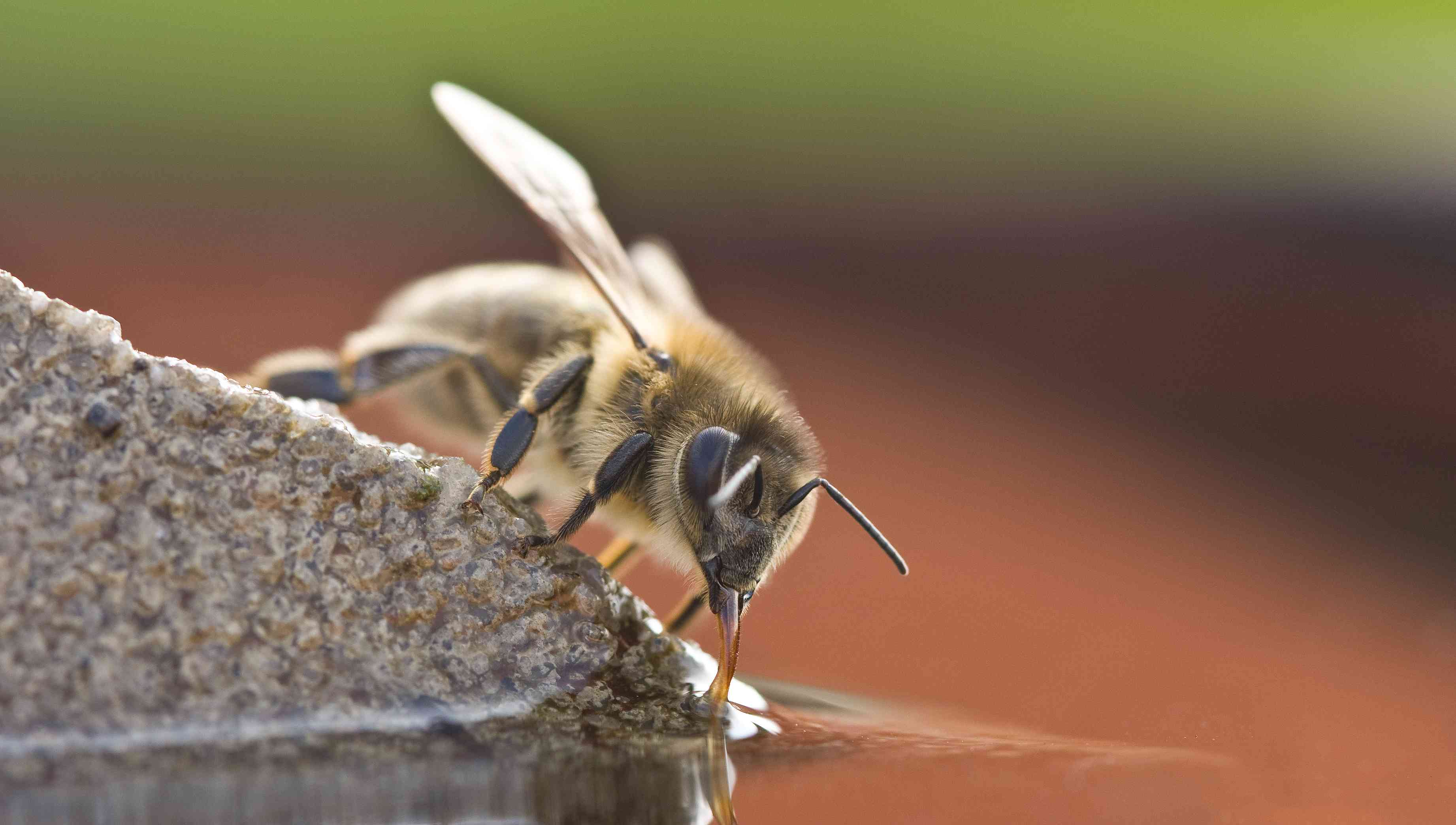 蜜蜂饮用水
