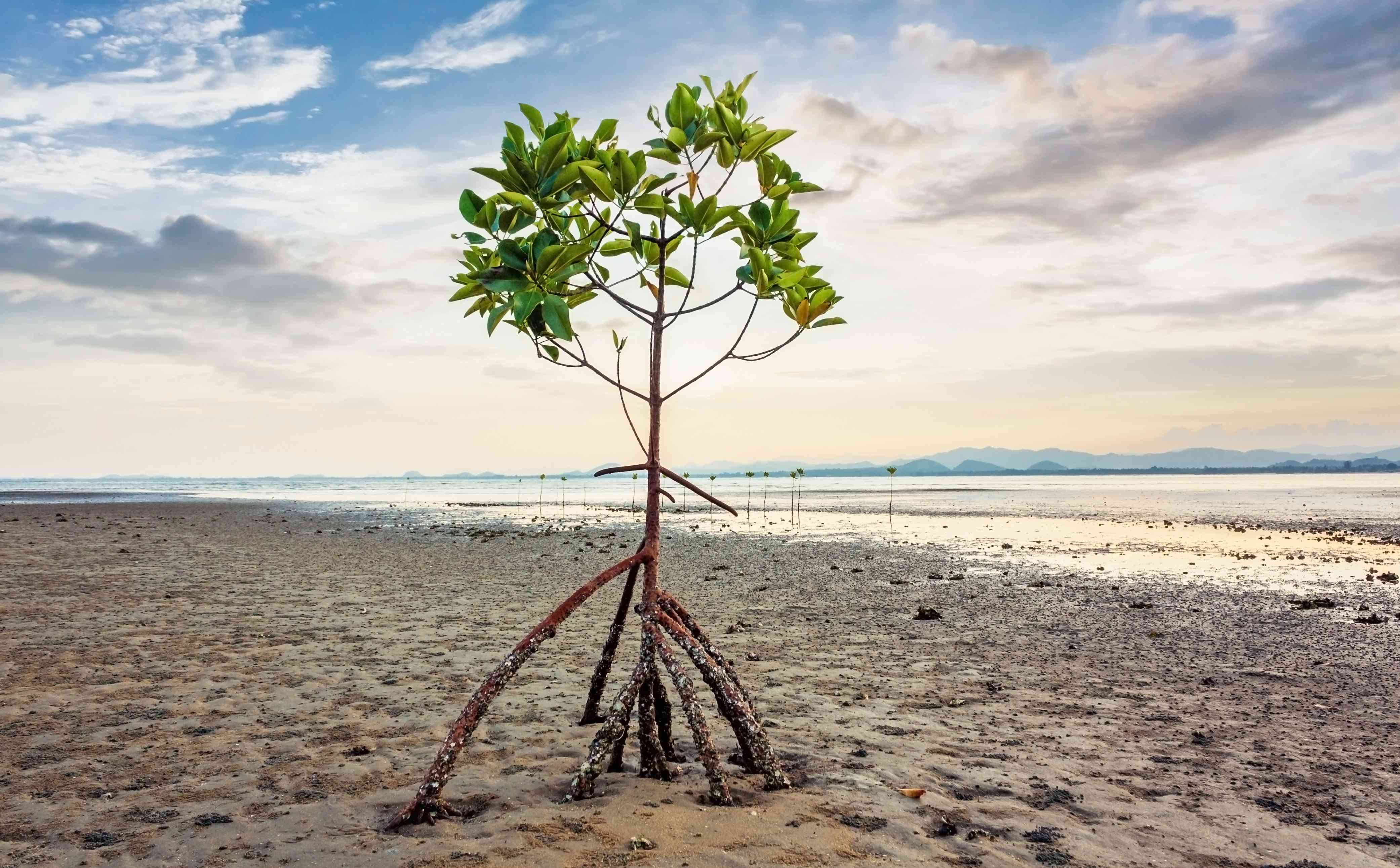 泰国海滩上的一棵红树