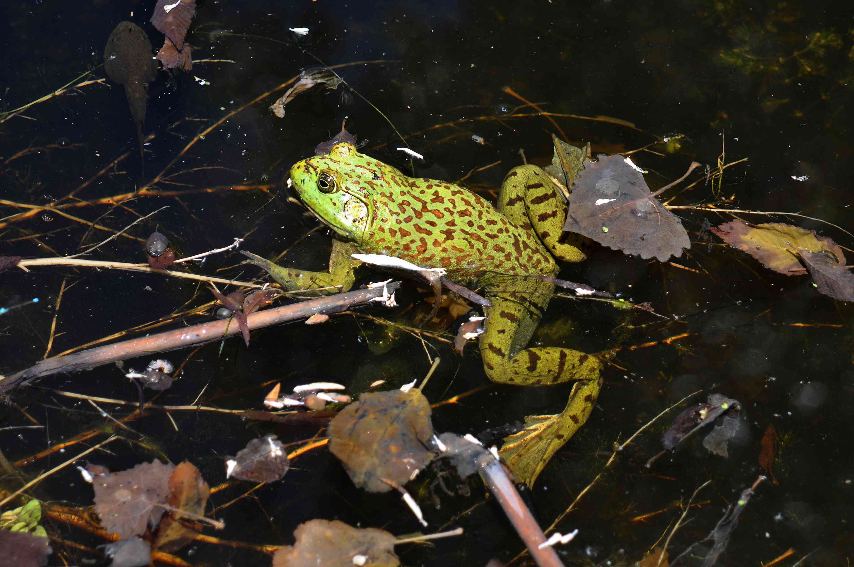 带着棕色豹子斑点的绿色青蛙在池塘里游泳