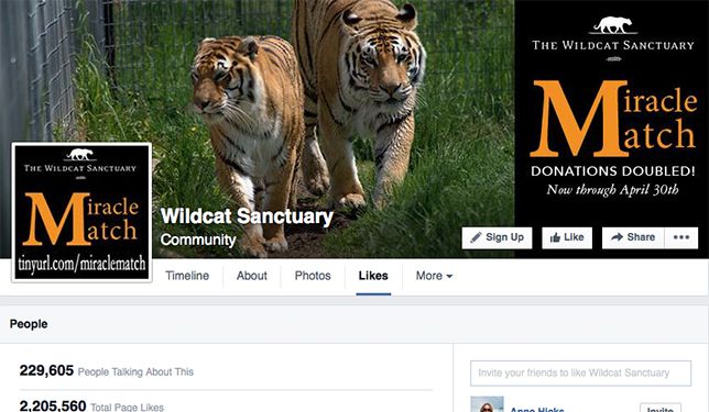 Facebook上的Wildcat Sanctuary