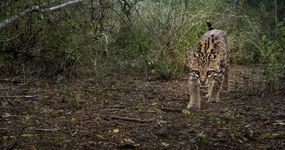 在德克萨斯州南部的灌木丛中漫步的豹猫