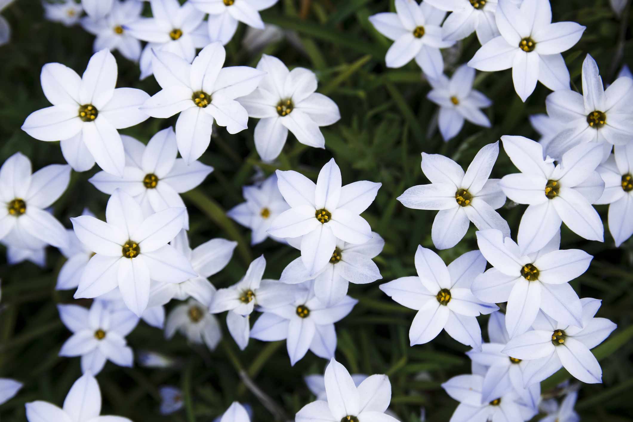 花园里生长着许多白色的星花