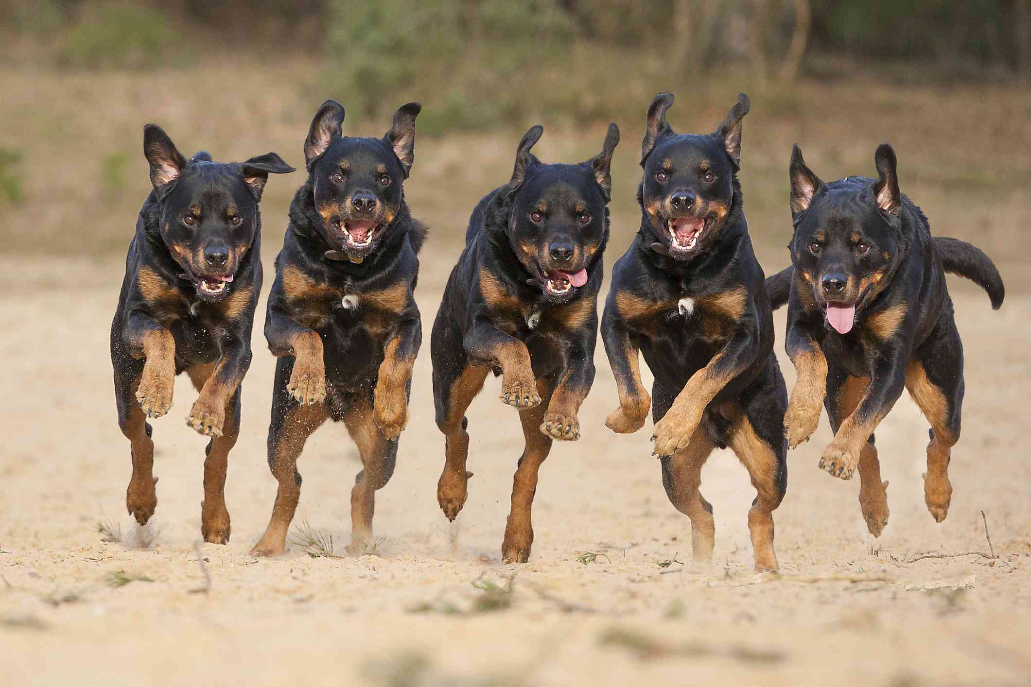 五只罗威纳犬排成一排，张着嘴在沙滩上奔跑＂width=