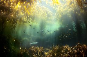 海草和鱼在水中，圣克鲁斯岛，加利福尼亚州，美国＂width=