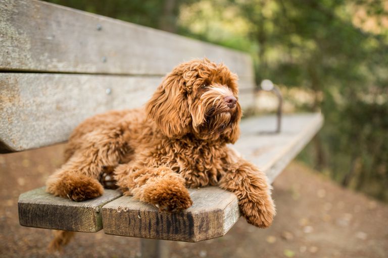 Labradoodle小狗在公园的长椅上休息