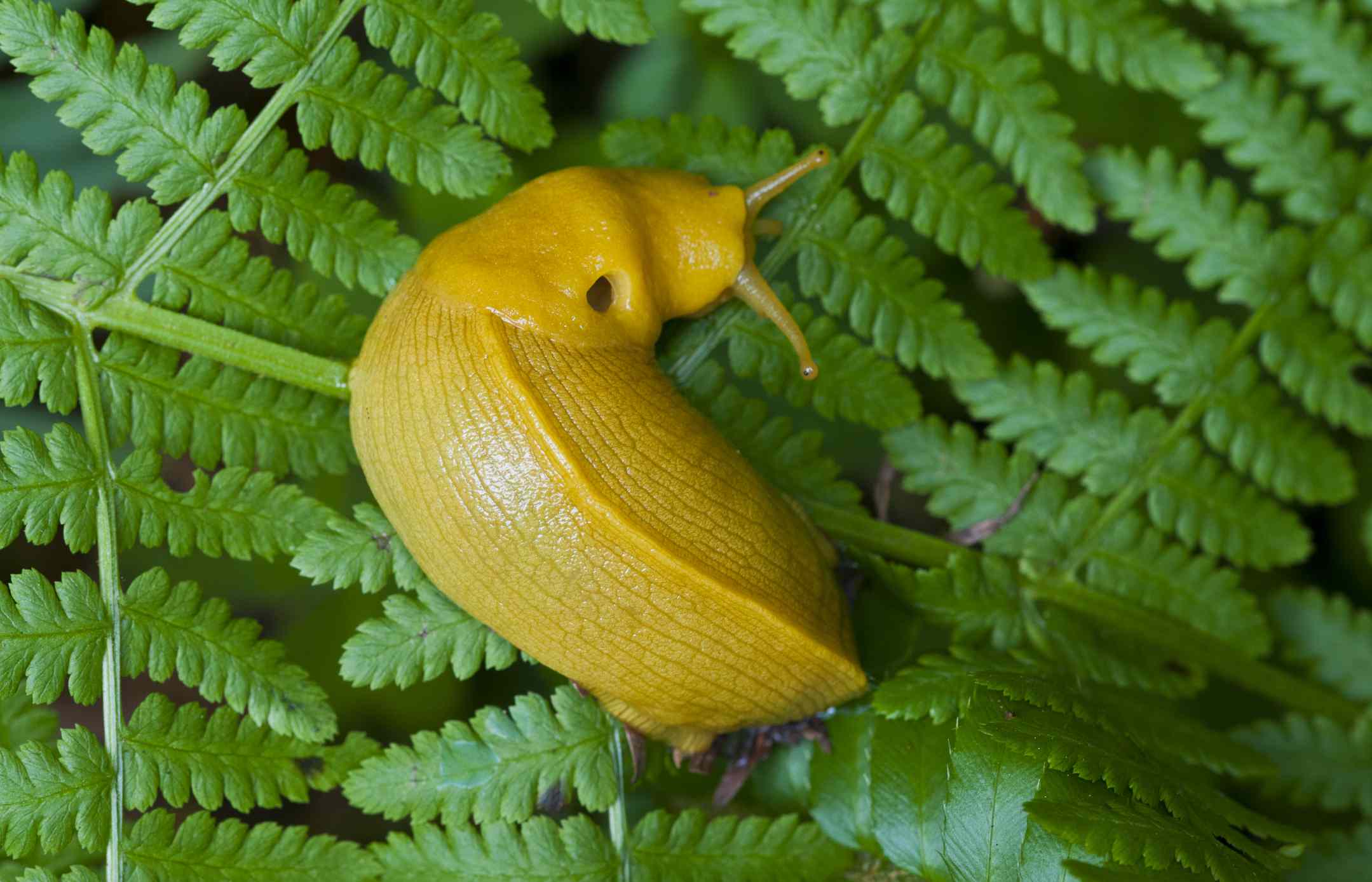 红木国家森林里，一只亮黄色的香蕉蛞蝓站在一棵绿色蕨类植物上。＂width=