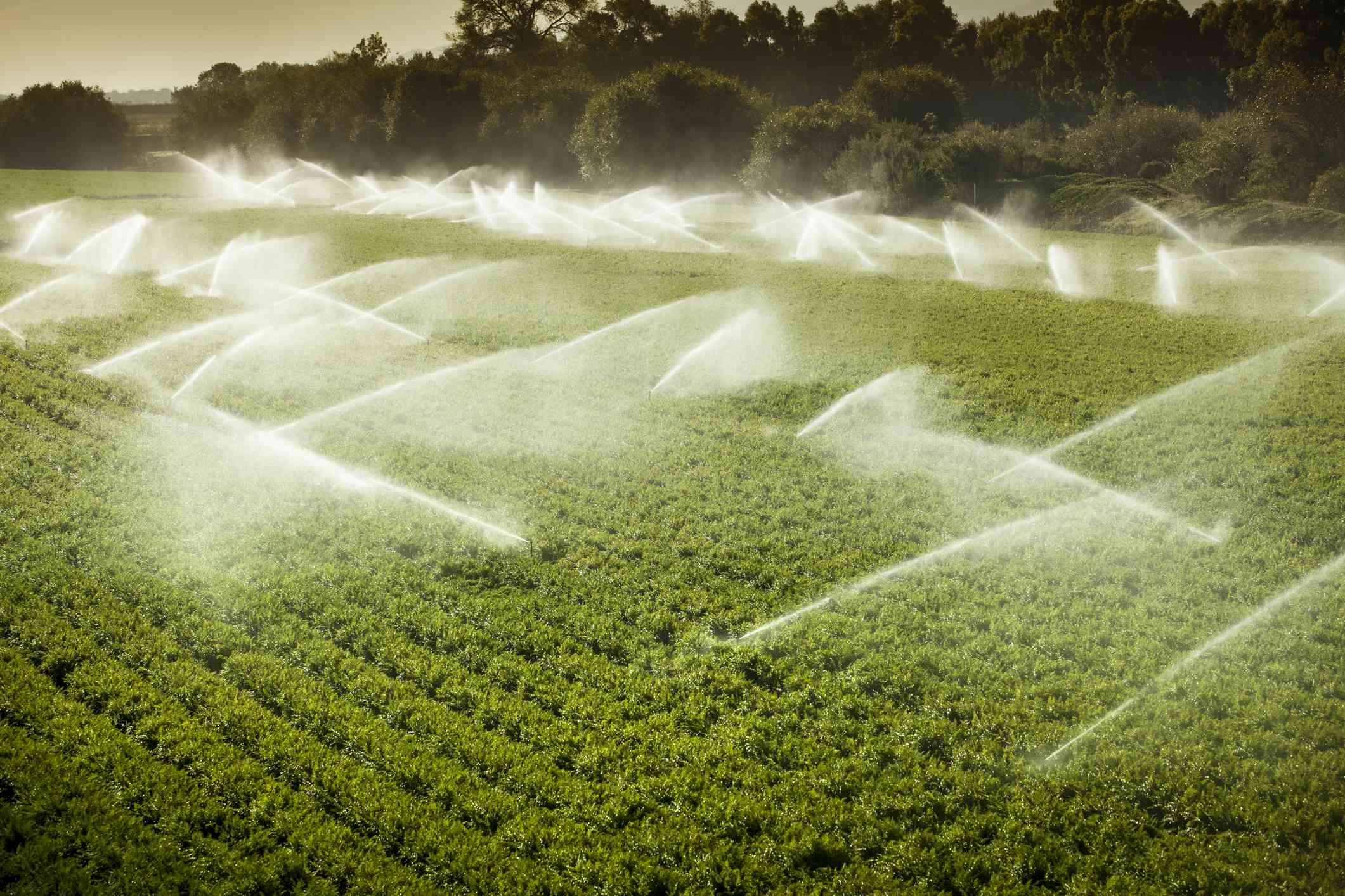 在大作物上喷洒水的灌溉系统的顶视图＂width=