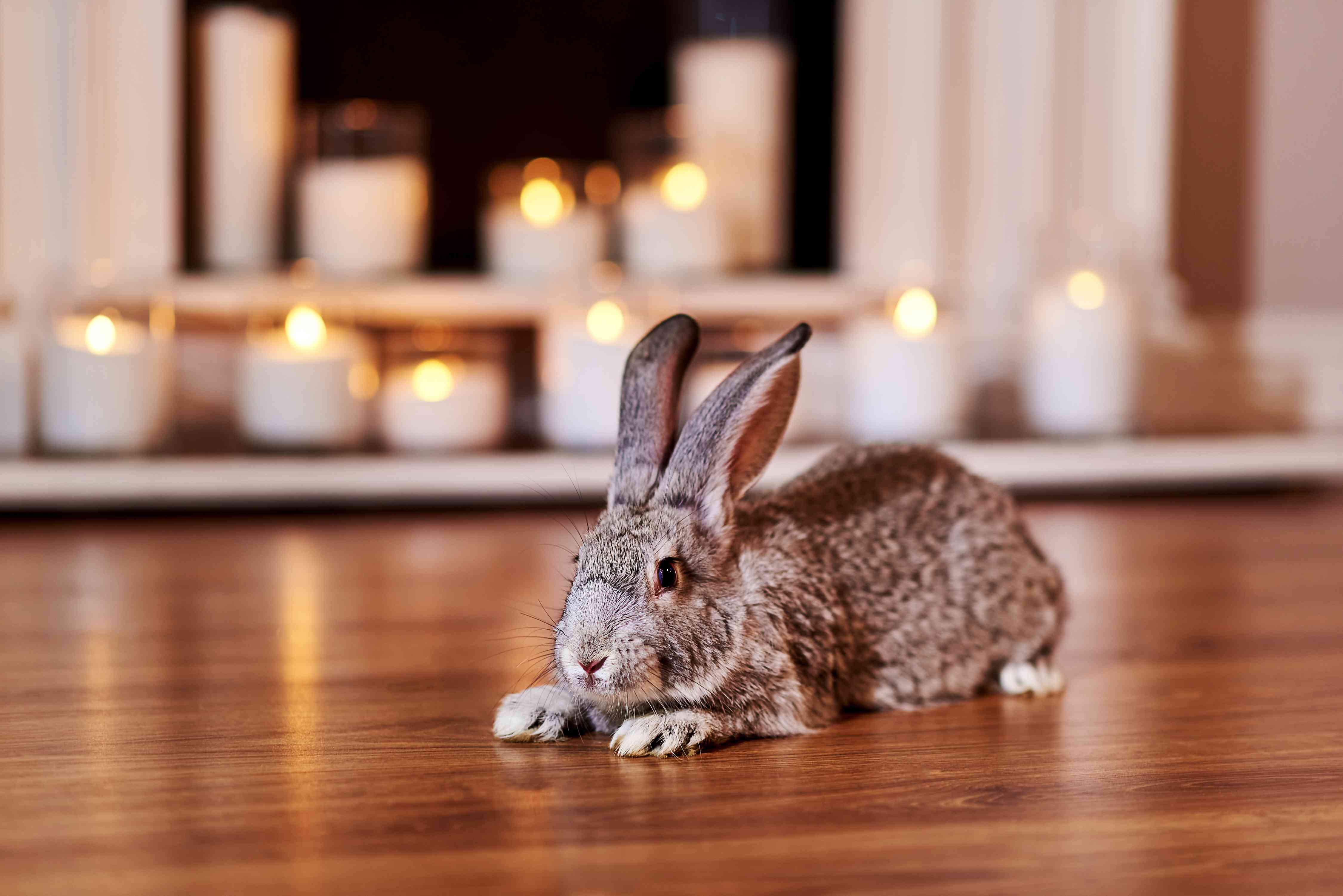 钦奇利亚灰色美国兔子坐在木地板