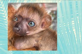 杰克逊维尔动物园和花园中出生的蓝眼睛的婴儿狐猴“width=