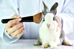 在兔子上测试成品化妆品“width=