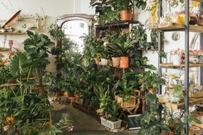 各式各样的植物在一个展厅