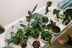 白色淋浴浴缸中的一组植物等待水