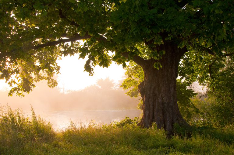 在雾蒙蒙的早晨，池塘旁的一棵大橡树提供了阴凉