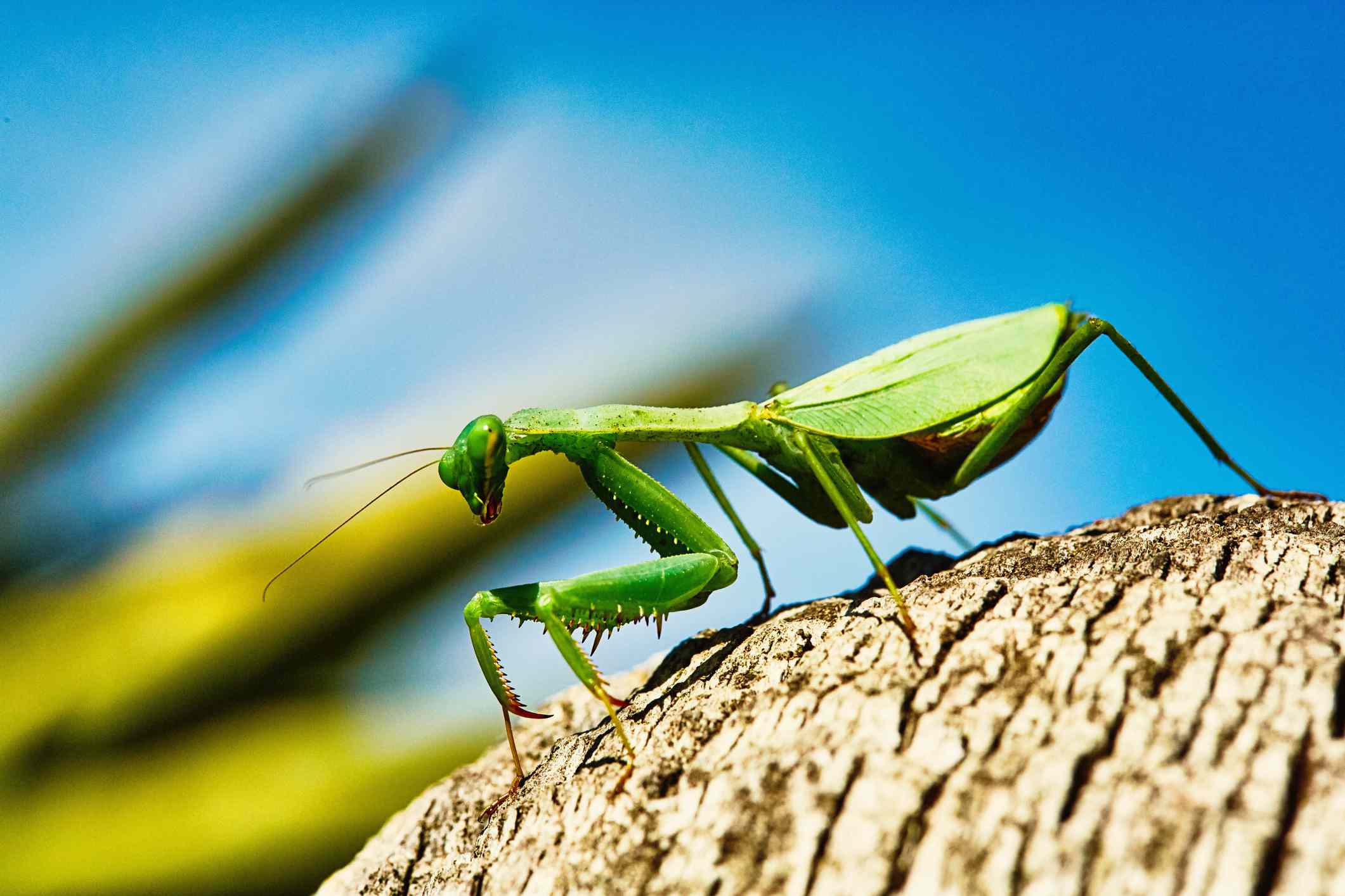 祈祷螳螂爬在阳光下的一块木头上