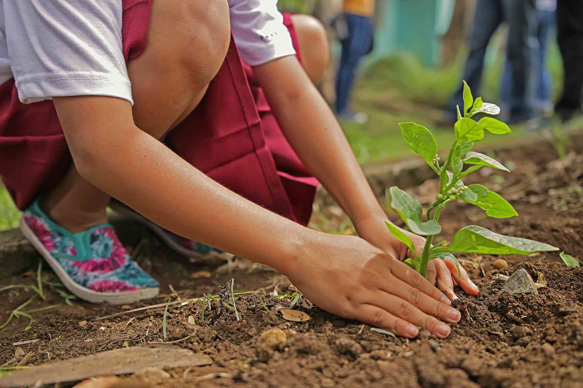 一个孩子在泥土中种苗的特写。