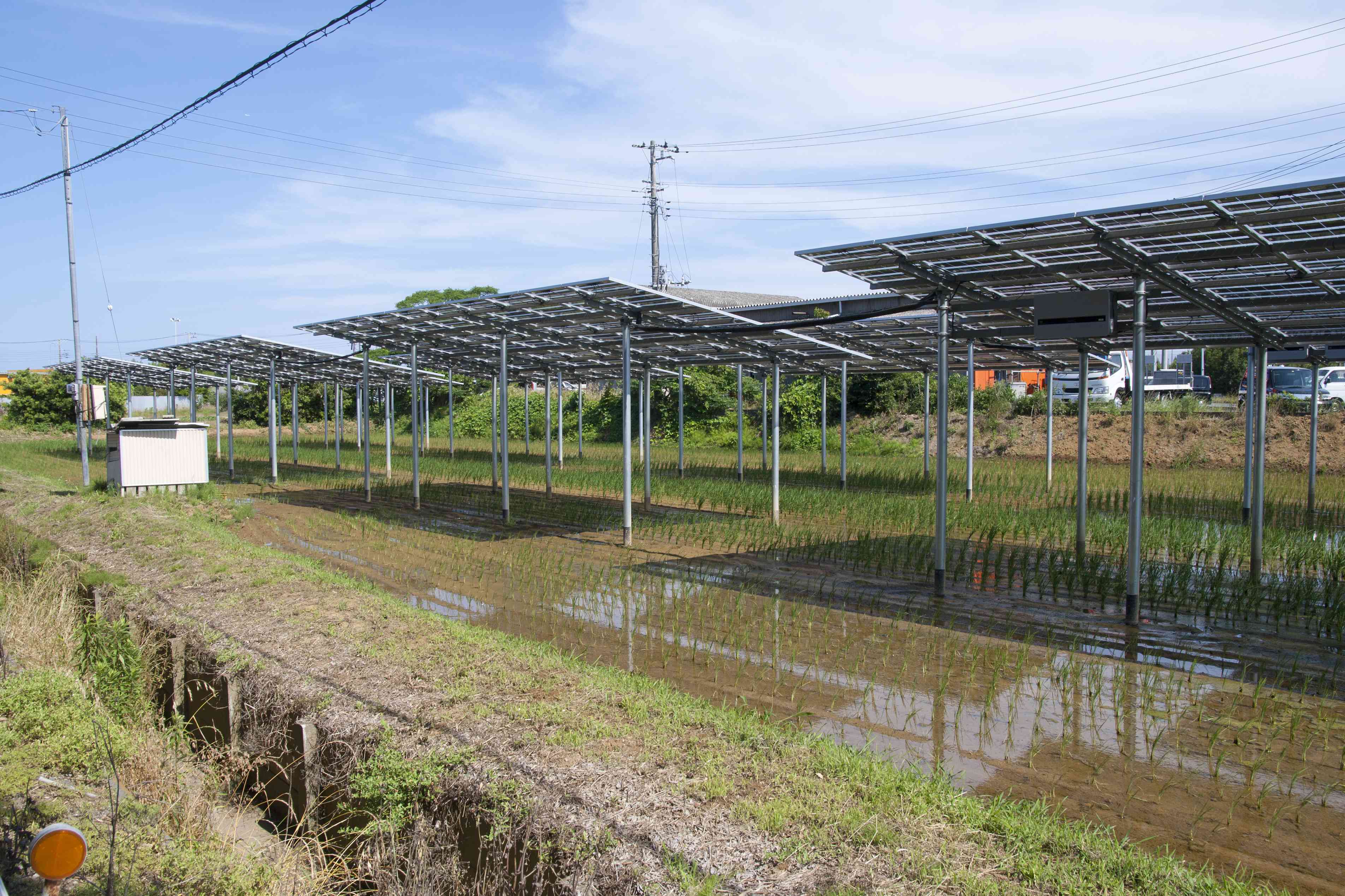 在日本agrivoltaic或solar-sharing系统在水稻农场
