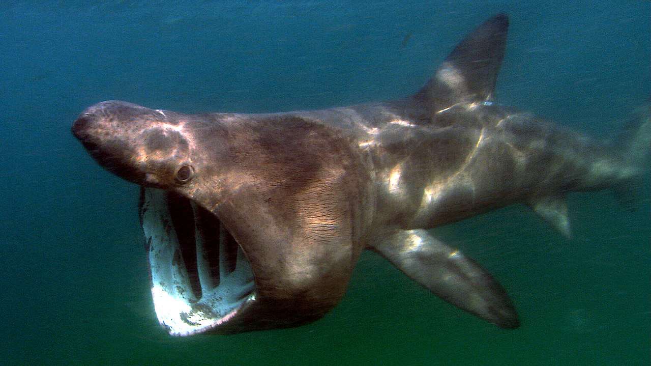 深灰色的姥鲨在海里游泳