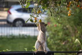 松鼠站在栅栏上，伸着懒腰想偷番茄