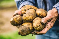 Hands holding dirty potatoes freshly picked from the ground.
