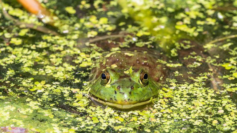 一只美国牛蛙在纽约的池塘里等待猎物＂class=