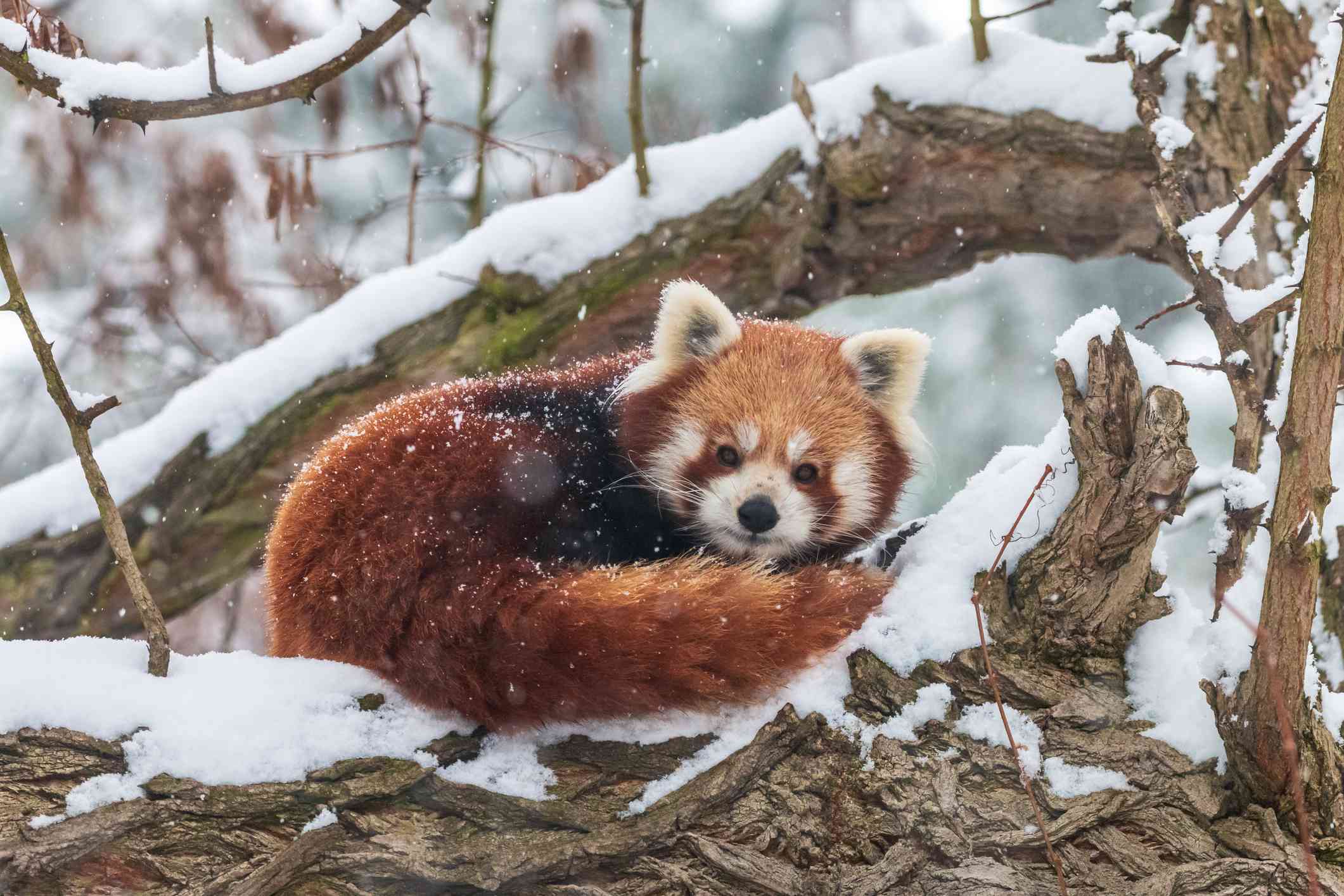 一个红色的熊猫蜷缩在雪地里”width=