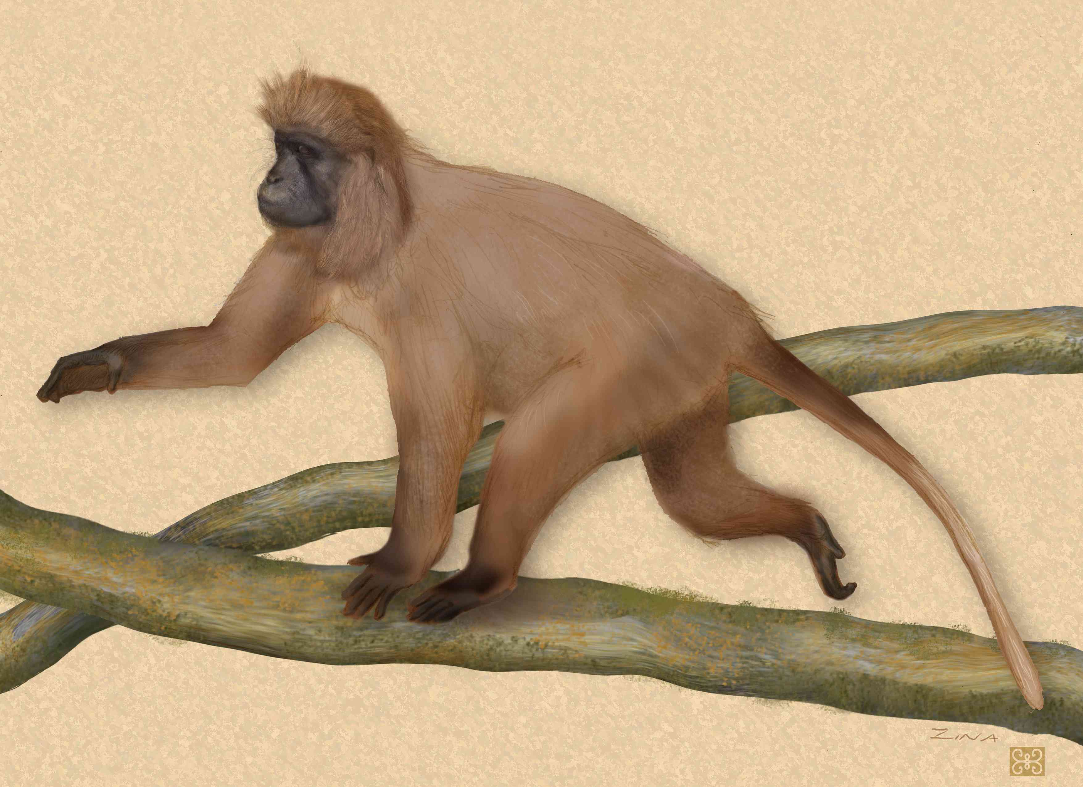 长头发的kipunji猴子行走的插图