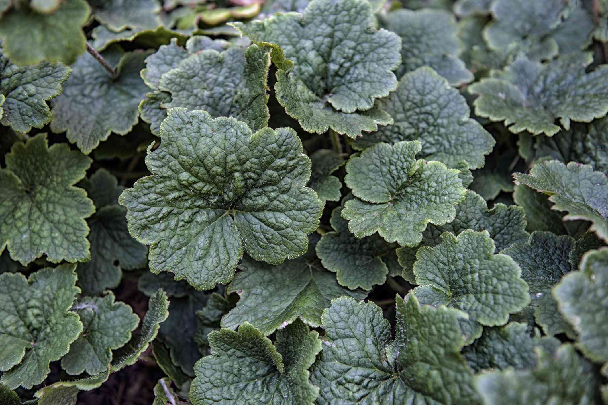 流苏杯(Tellima grandflora)