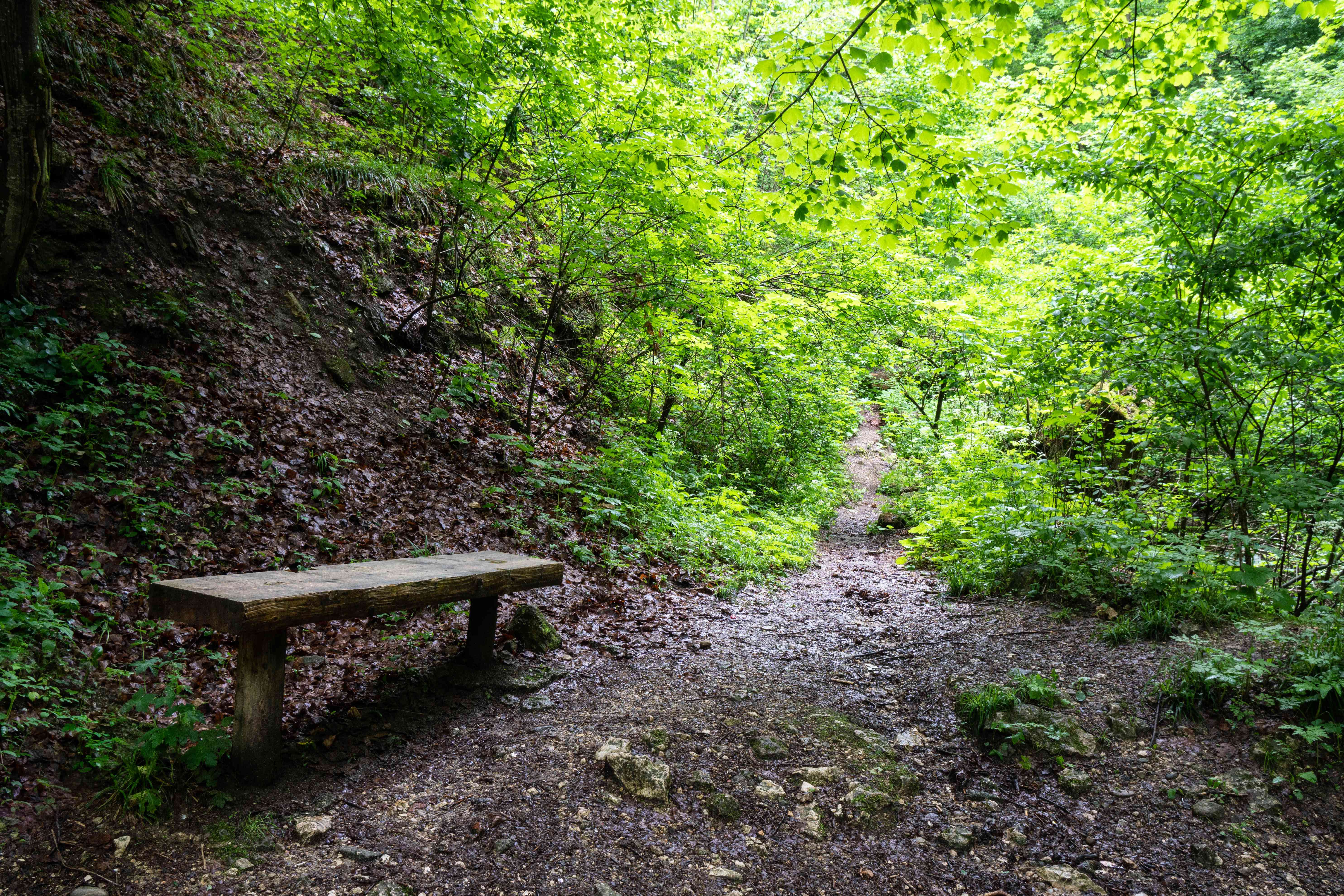 在森林清理中间的泥泞小径上的孤独公园长凳“width=