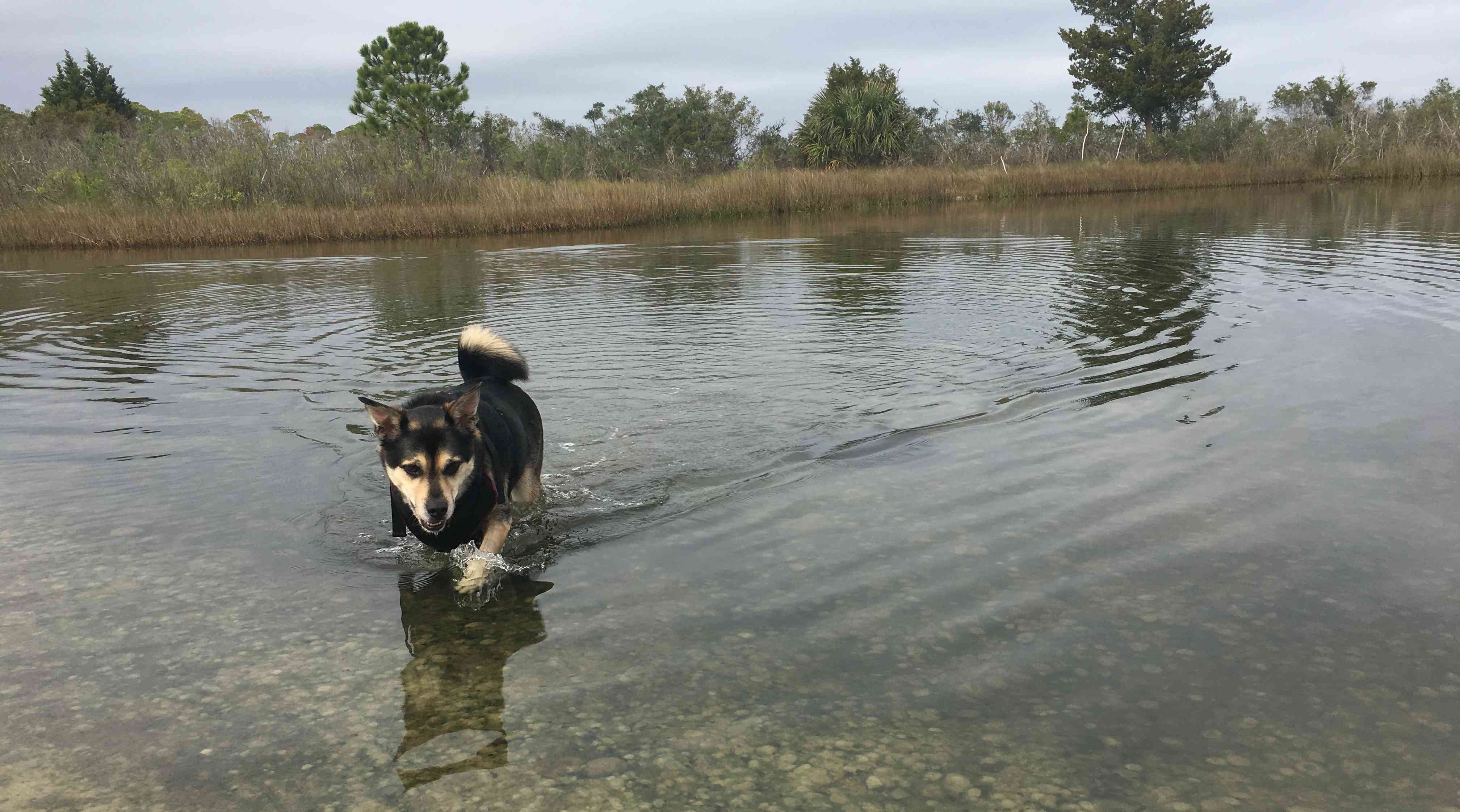 奥蒂斯，一只混种搜救犬，正在钓鱼