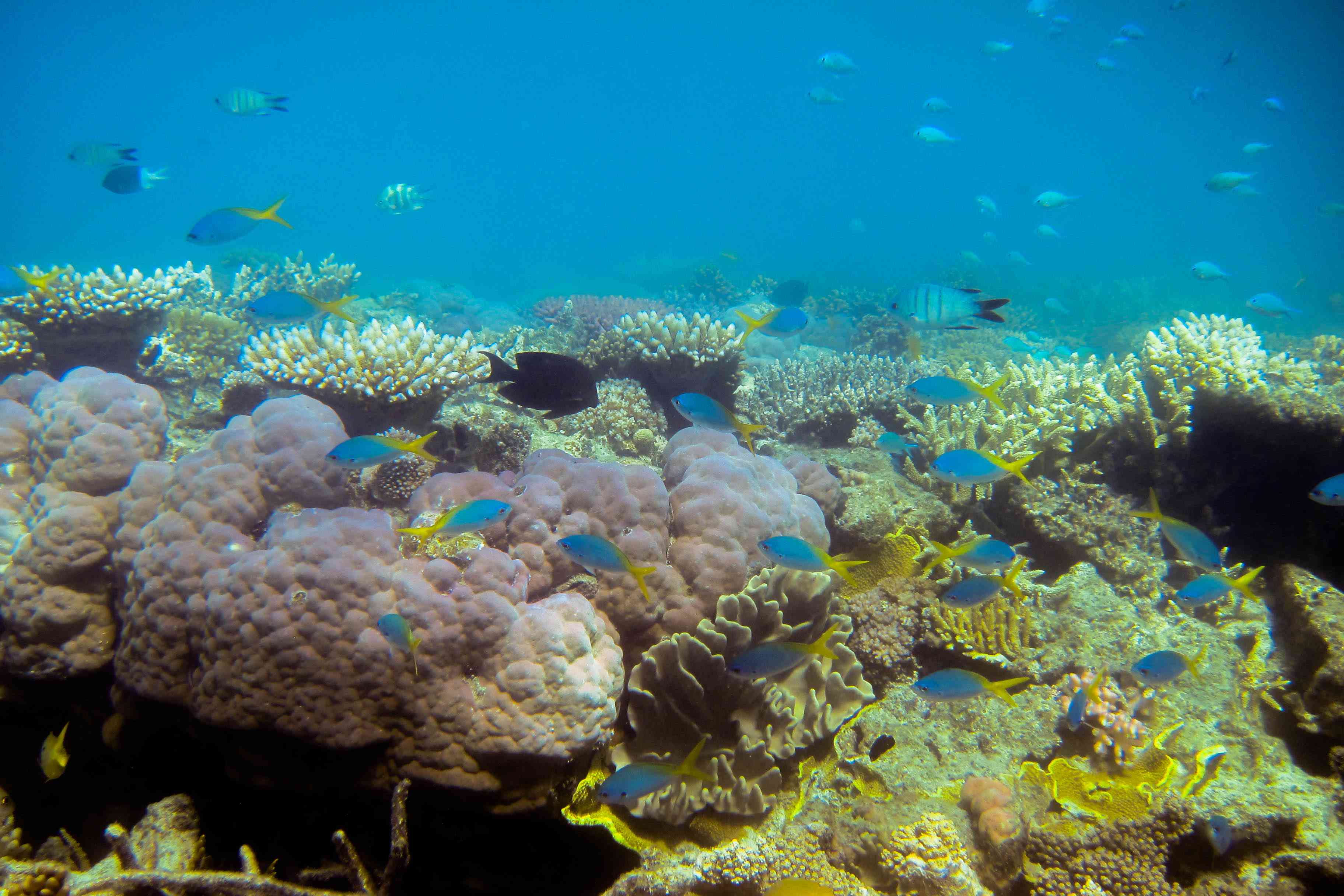 大堡礁水下的珊瑚和鱼类
