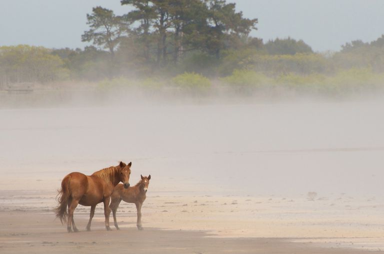 两匹马站在沙滩上雾蒙蒙的一天