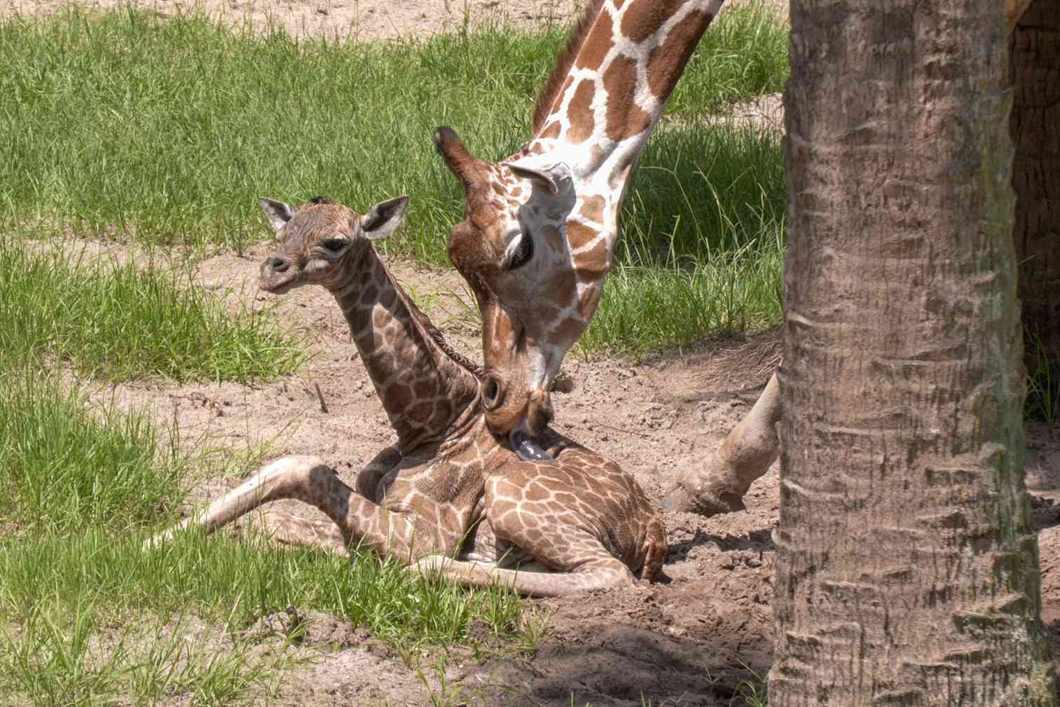小长颈鹿和妈妈在一起＂width=