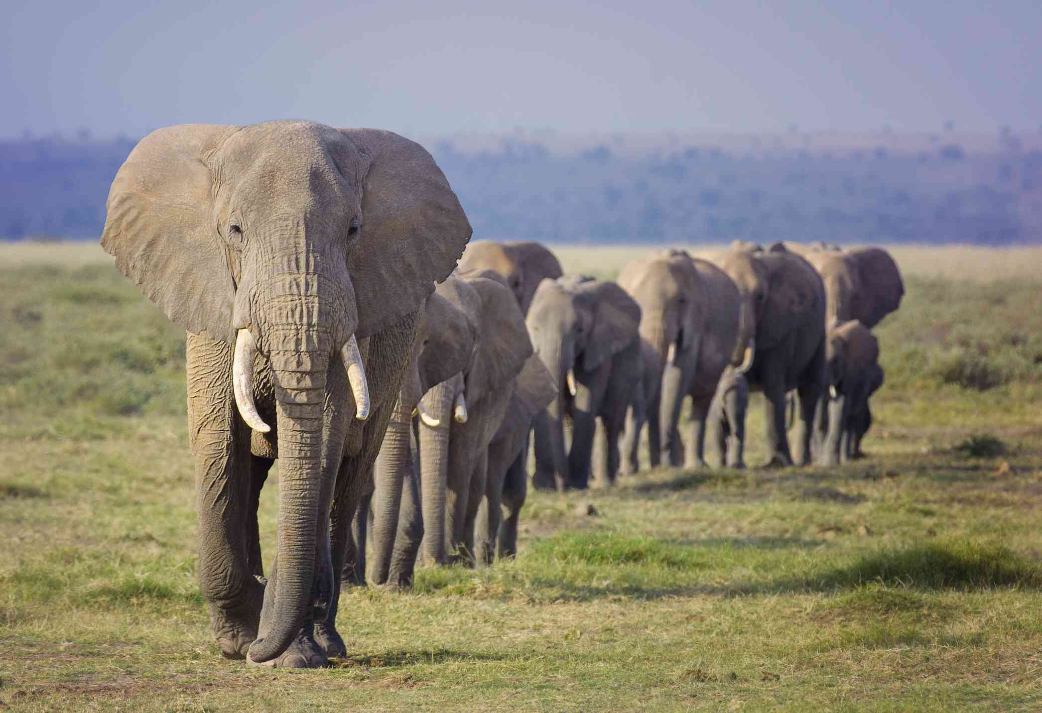 一群大象排成一列纵队走在平坦的草地上＂width=