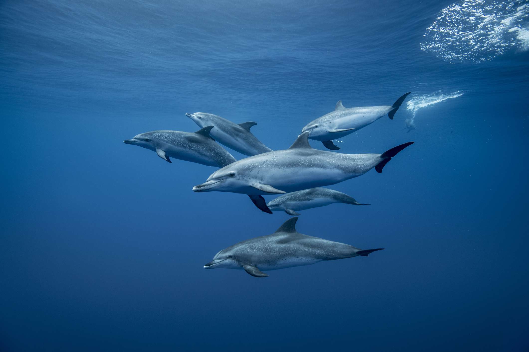 一群大西洋斑点海豚(Stenella frontalis)，水下景观，圣克鲁斯特内里费岛，加那利群岛，西班牙”width=