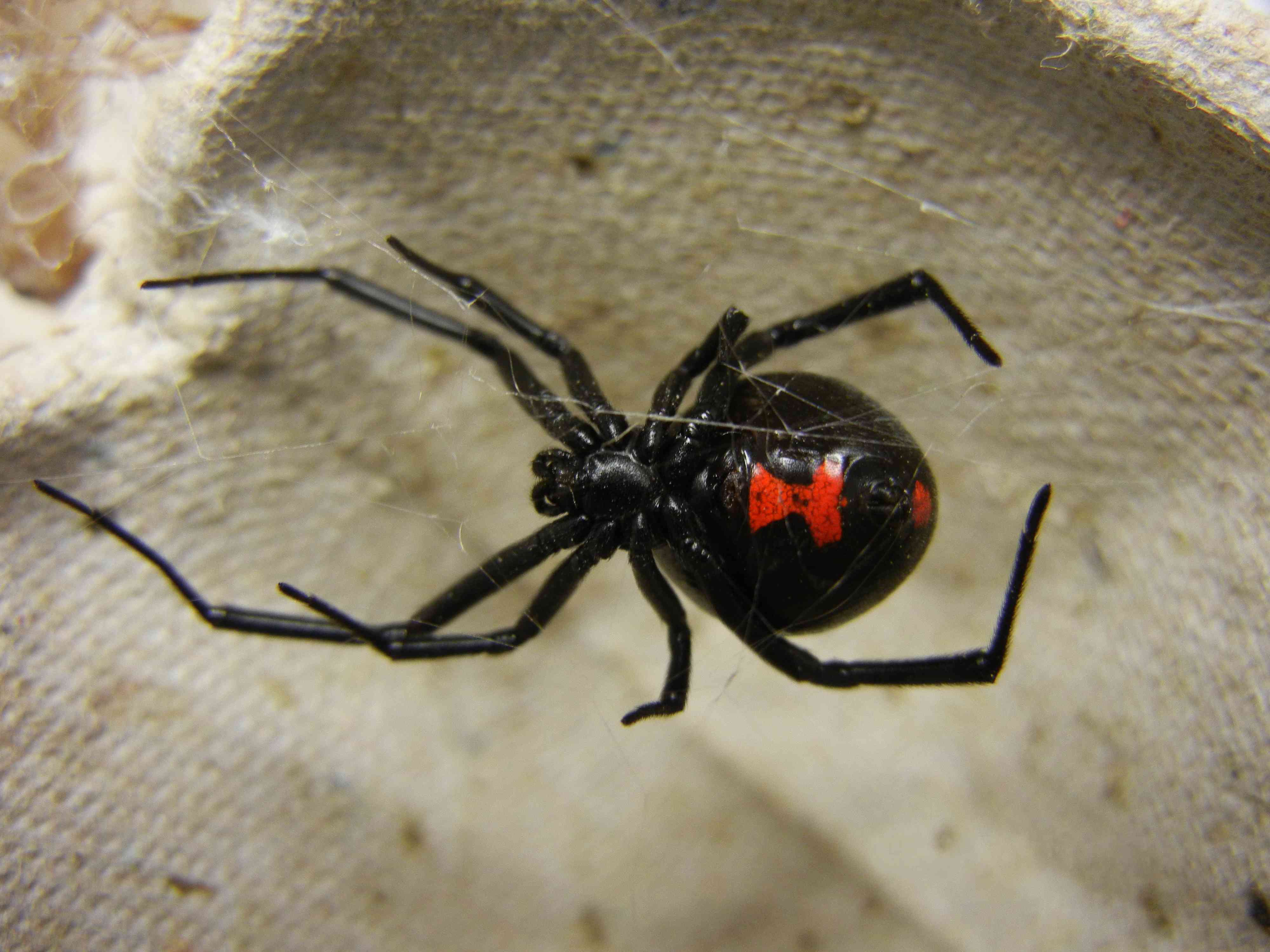 雌性黑寡妇蜘蛛，腹部有红色沙漏纹