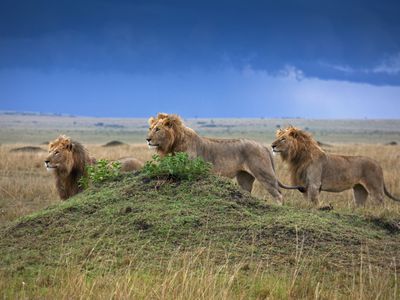 Savanna Lions