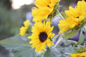在绽放的明亮的黄色向日葵在小庭院里生长在小庭院里