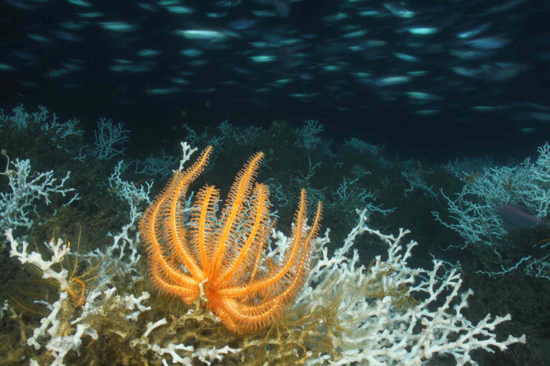 珊瑚礁上的橘色海星＂width=