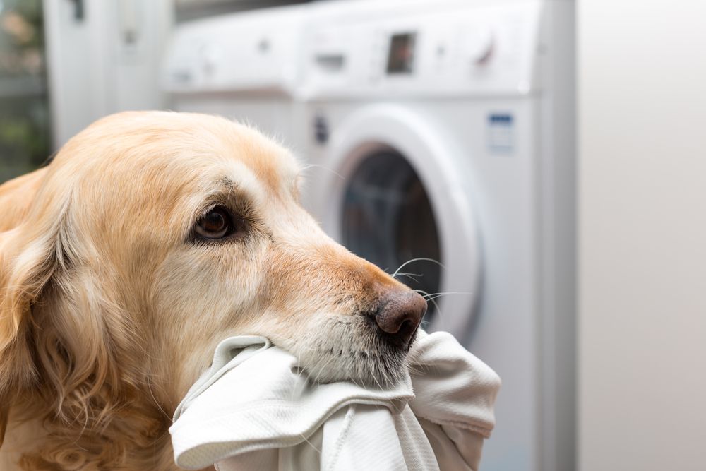 带衣服的金毛猎犬