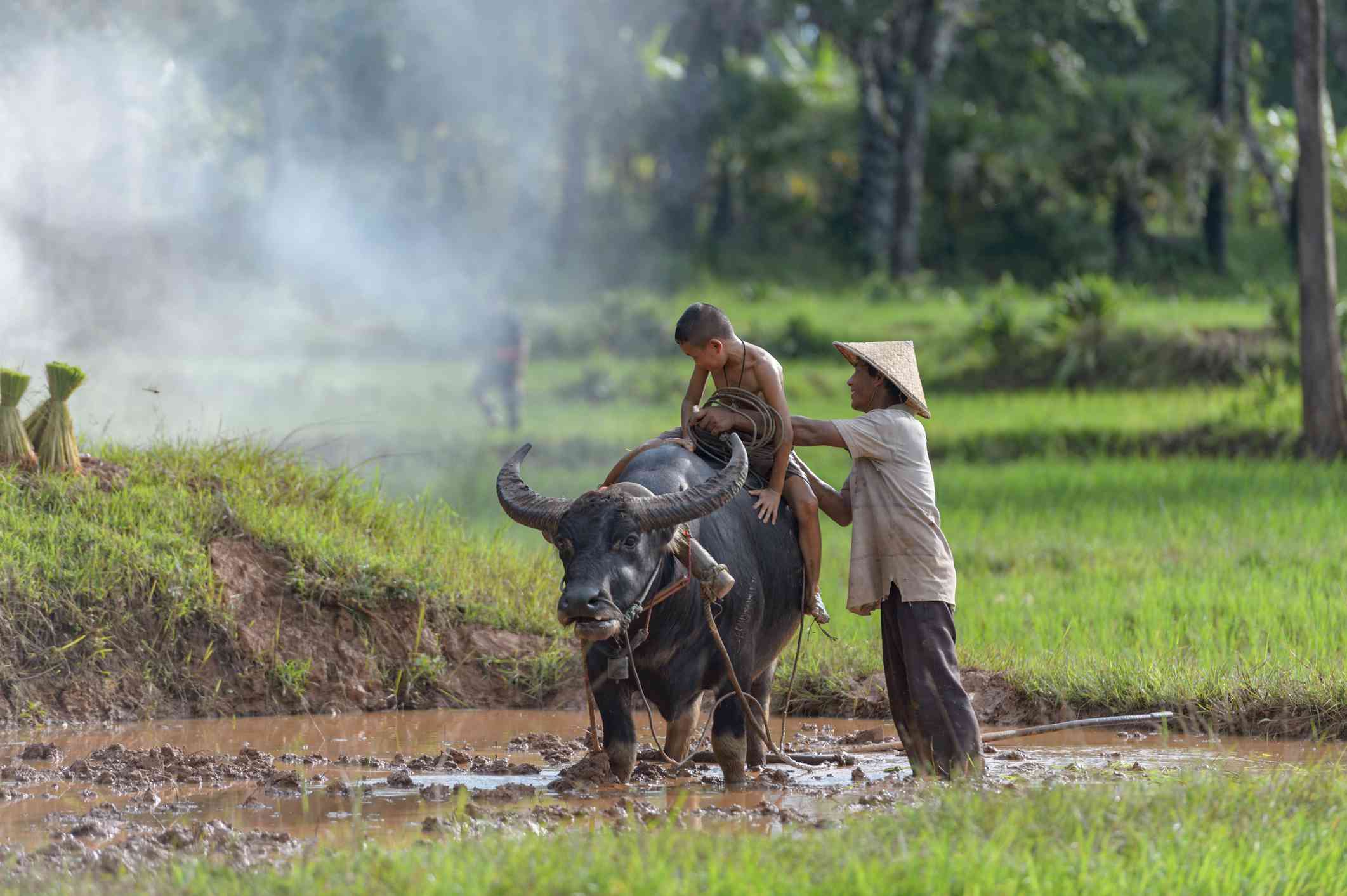 泰国农民把孩子放在水牛身上＂width=